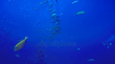  Büyüleyici sualtı dalış Pasifik Okyanusu kapalı Roca Partida Adası. Meksika.