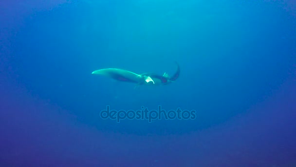 Increíble buceo con los grandes rayos manta fuera de la isla Socorro. Del océano Pacífico. México. . — Vídeos de Stock