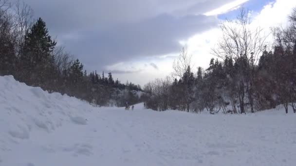 雪橇犬。高加索山脉。俄罗斯. — 图库视频影像