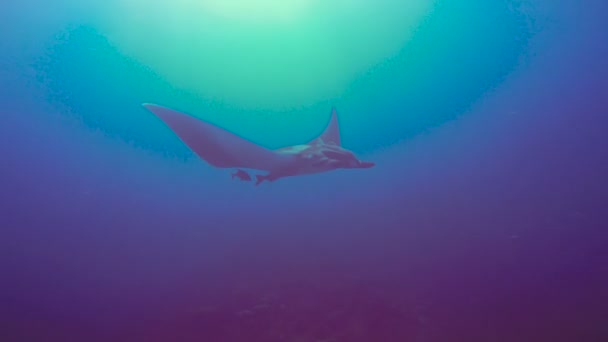 Increíble buceo con los grandes rayos manta fuera de la isla Socorro. Del océano Pacífico. México. . — Vídeos de Stock