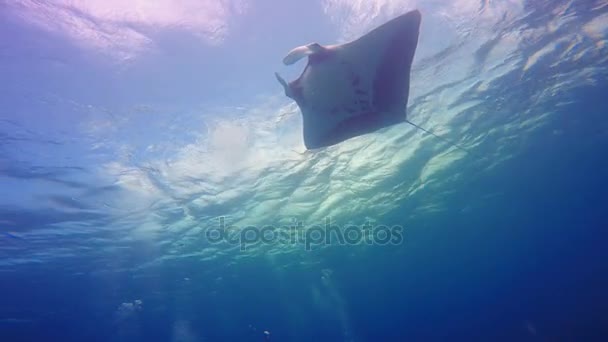 Increíble buceo con los grandes rayos manta fuera de la isla Socorro. Del océano Pacífico. México. . — Vídeos de Stock