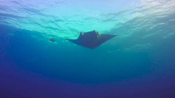 Mergulho incrível com os grandes raios de manta na ilha de Socorro. Do Oceano Pacífico. México . — Vídeo de Stock