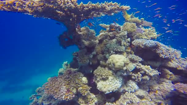 Färgglada korallrev. Dykning i Röda havet nära Egypten. — Stockvideo