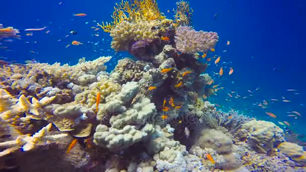 多彩的珊瑚礁。在靠近埃及红海潜水. — 图库视频影像