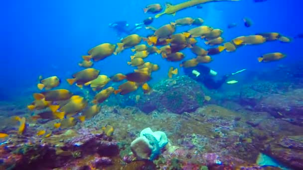 Una bandada de coloridos peces claro.Increíble buceo fuera de la isla Socorro. Del océano Pacífico. México. . — Vídeos de Stock