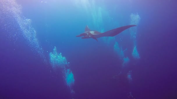 Úžasné potápění s velkými manta paprsky z ostrova Socorro. Tichého oceánu. Mexiko. — Stock video