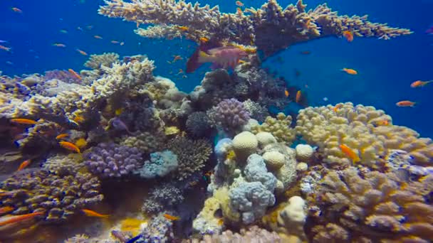 Kleurrijke koraal rif. Duiken in de rode zee in de buurt van Egypte. — Stockvideo