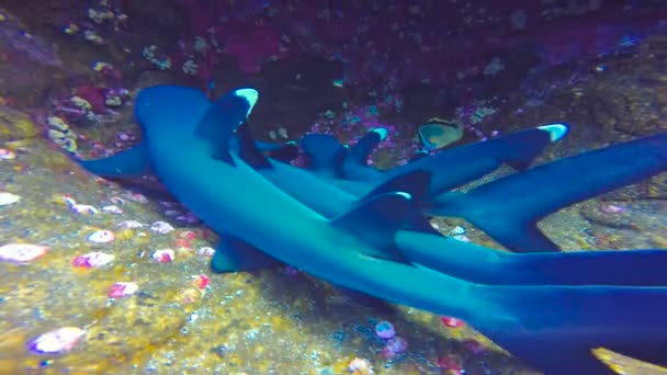 Fascinující podvodní potápění se žraloky z ostrova Roca Partida v Tichém oceánu. Mexiko. — Stock video