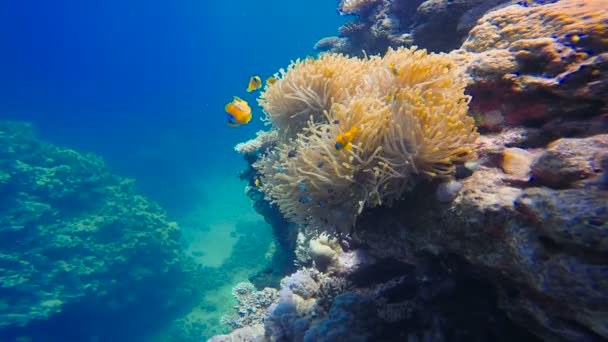 Symbios av clown fisk och anemoner. Dykning i Röda havet nära Egypten. — Stockvideo