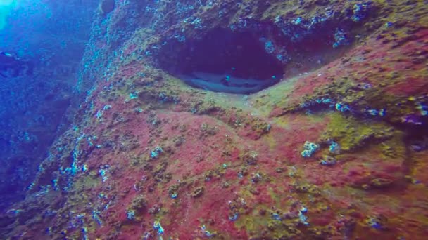 太平洋のロカ Partida 島沖のサメと魅惑的な水中ダイビング。メキシコ. — ストック動画