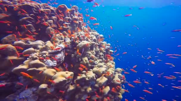 多彩的珊瑚礁。在靠近埃及红海潜水. — 图库视频影像