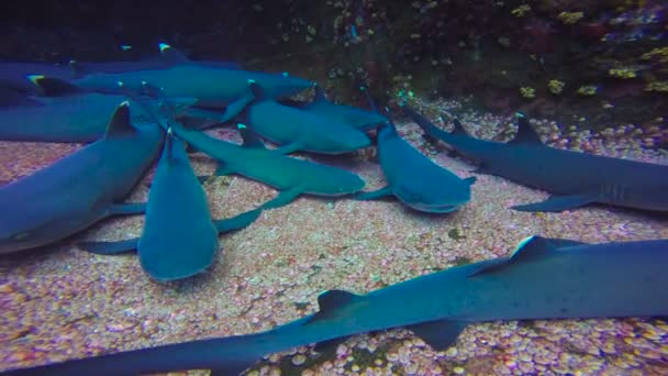 Захоплюючий підводний занурення з акулами off острів Roca Partida в Тихому океані. Мексика. — стокове відео