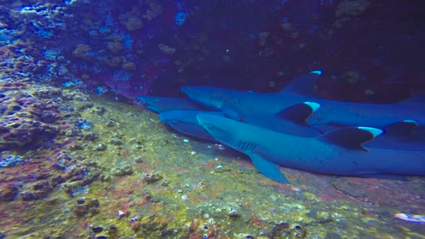 Lenyűgöző víz alatti merülés cápákkal le a szigeten a Roca Partida a Csendes-óceánon. Mexikó. — Stock videók