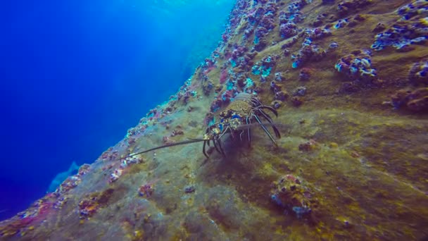 Fascinating underwater dive off the island of ROCA Partida in the Pacific ocean. Mexico. — Stock Video