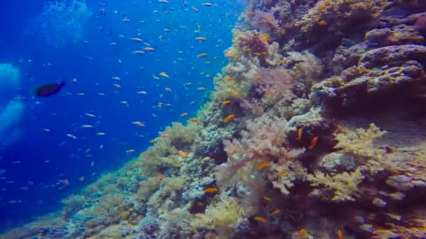 Farbenfrohe Korallenriffe. Tauchen im Roten Meer bei Ägypten. — Stockvideo