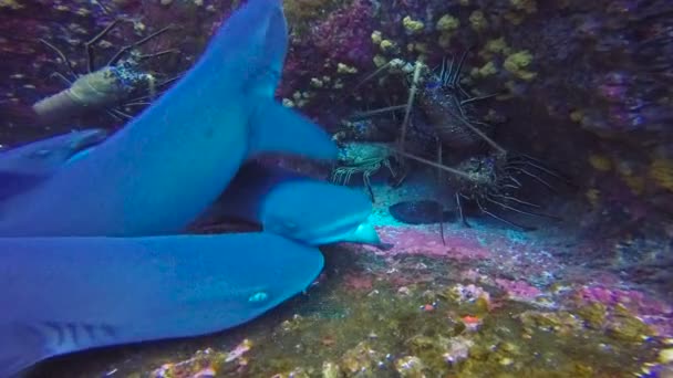 Tiburones de barrio y langostas. Fascinante buceo submarino con tiburones fuera de la isla de ROCA Partida en el océano Pacífico. México. . — Vídeo de stock