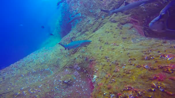 Fascinating underwater dive with sharks off the island of ROCA Partida in the Pacific ocean. Mexico. — Stock Video