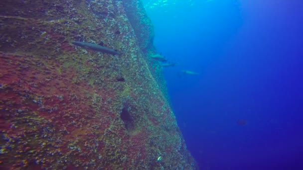 太平洋のロカ Partida 島沖のサメと魅惑的な水中ダイビング。メキシコ. — ストック動画