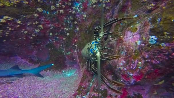 Tubarões e lagostas do bairro. Mergulho subaquático fascinante com tubarões ao largo da ilha de ROCA Partida, no oceano Pacífico. México . — Vídeo de Stock