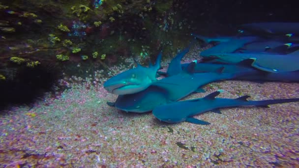 Fascinerende onderwater duiken met haaien uit de eiland van Roca Partida in de Stille Oceaan. Mexico. — Stockvideo