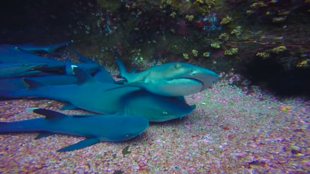 Köpekbalıkları Pasifik Okyanusu kapalı Roca Partida Adası ile büyüleyici sualtı dalış. Meksika. — Stok video