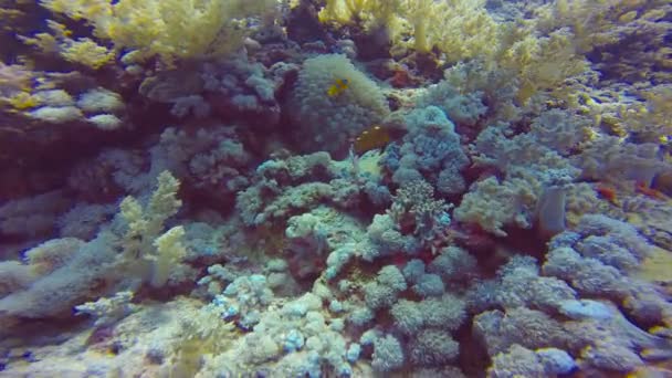 Simbiose de peixes palhaços e anêmonas. Mergulho no Mar Vermelho perto do Egito . — Vídeo de Stock