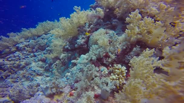 Simbiosis de peces payaso y anémonas. Buceo en el Mar Rojo cerca de Egipto . — Vídeos de Stock