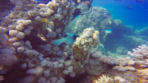 Podvodní filmaře a arothronfish. Potápění v Rudém moři v Egyptě. — Stock video