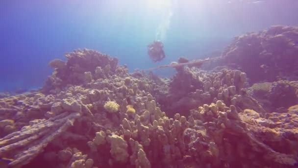 Dykning i Röda havet nära Egypten. — Stockvideo