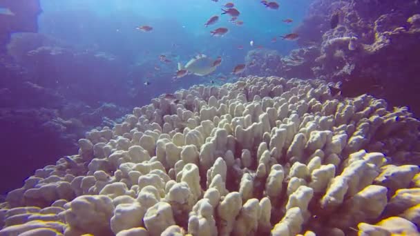 Potápění v Rudém moři poblíž Egypt. — Stock video
