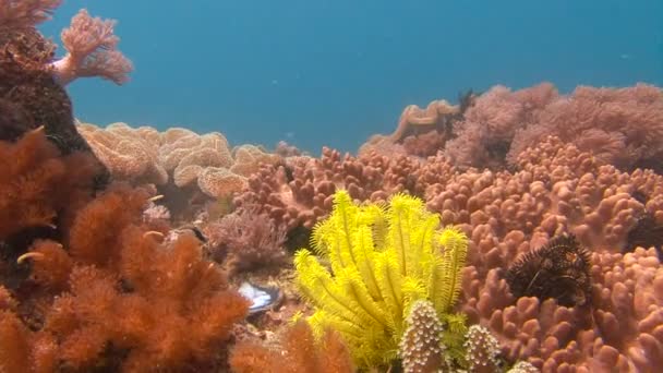 Barriera corallina colorata. La scogliera che si tuffa nell'arcipelago filippino . — Video Stock