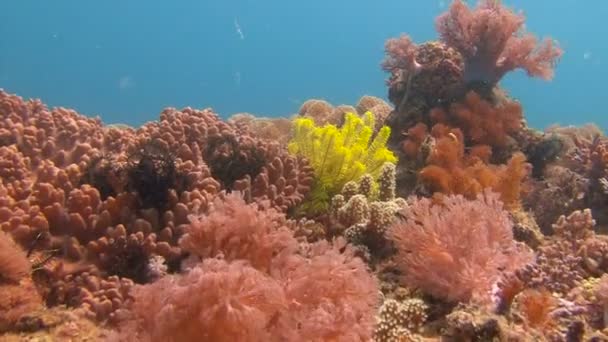 Arrecife de coral colorido. El buceo de arrecifes en el archipiélago filipino . — Vídeos de Stock