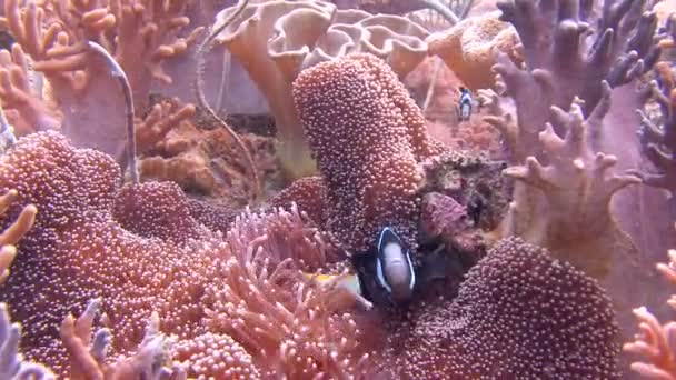 Symbios av clown fisk och anemoner. Revet dykning i den filippinska skärgården. — Stockvideo