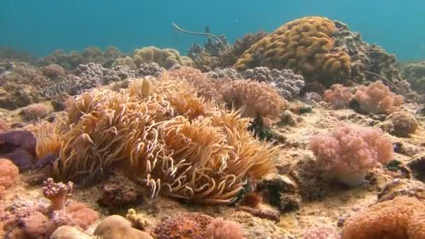 Symbiose van clown vis en anemonen. Het rif duiken in de Filippijnse archipel. — Stockvideo