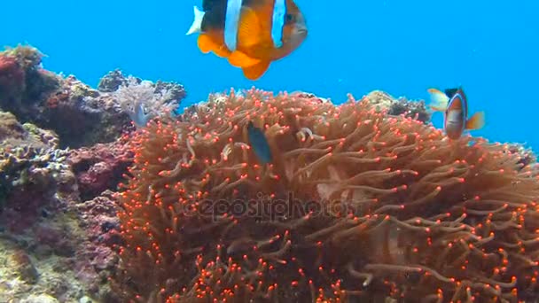 Simbiose de peixes palhaços e anêmonas. O mergulho no recife no arquipélago filipino . — Vídeo de Stock