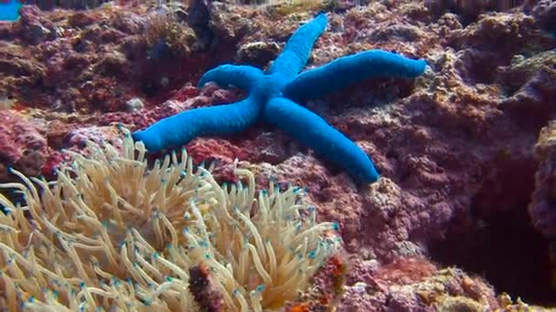 小丑鱼和海葵共生关系。在菲律宾群岛潜水礁. — 图库视频影像