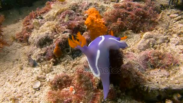 Naaktslakken Hypselodoris Bulloki. Het rif duiken in de Filippijnse archipel. — Stockvideo