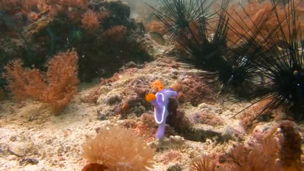 Nudibranchs Hypselodoris Bulloki입니다. 필리핀 군도 다이빙 암초. — 비디오