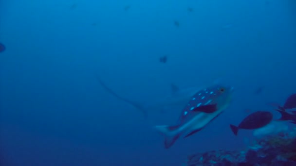 Fascinerande undervattens dyk med thresher hajar på ett djup av 40 meter. Malapascua island den filippinska skärgården. — Stockvideo