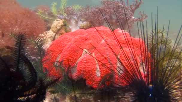 Arrecife de coral colorido. El buceo de arrecifes en el archipiélago filipino . — Vídeo de stock