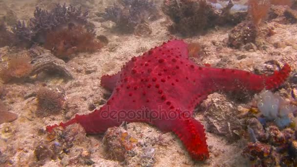 Estrella marina. El buceo de arrecifes en el archipiélago filipino . — Vídeos de Stock