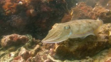 Firavun mürekkep balığı. Filipin adalar dalış resif. 