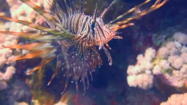Zarif lionfish. Mısır yakınlarında Kızıldeniz Dalış.