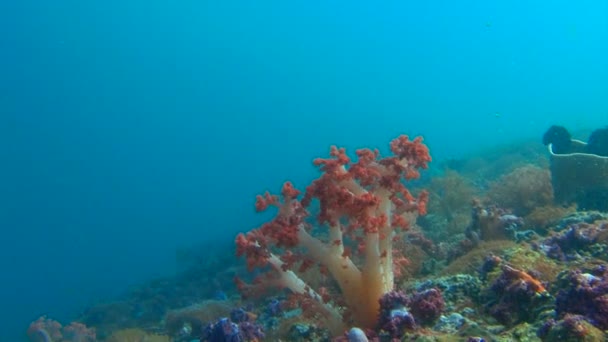 Récif corallien coloré. Le récif de plongée dans l'archipel des Philippines . — Video