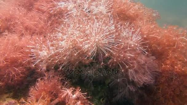 Färgglada korallrev. Revet dykning i den filippinska skärgården. — Stockvideo