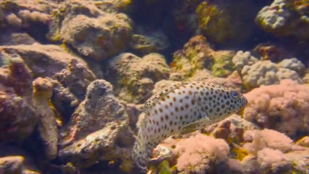 Ryba okoun. Potápění v Rudém moři v Egyptě. — Stock video