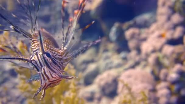 Gracioso pez león. Buceo en el Mar Rojo cerca de Egipto . — Vídeos de Stock