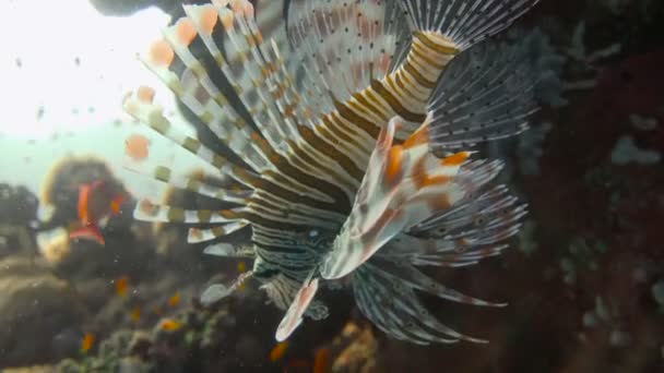 Gracioso pez león. Buceo en el Mar Rojo cerca de Egipto . — Vídeos de Stock