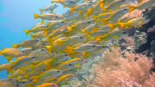 En färgglad flock av snappers fisk. Dykning i Röda havet nära Egypten. — Stockvideo