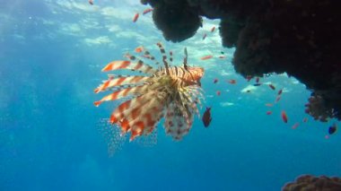 Zarif lionfish. Mısır yakınlarında Kızıldeniz Dalış.